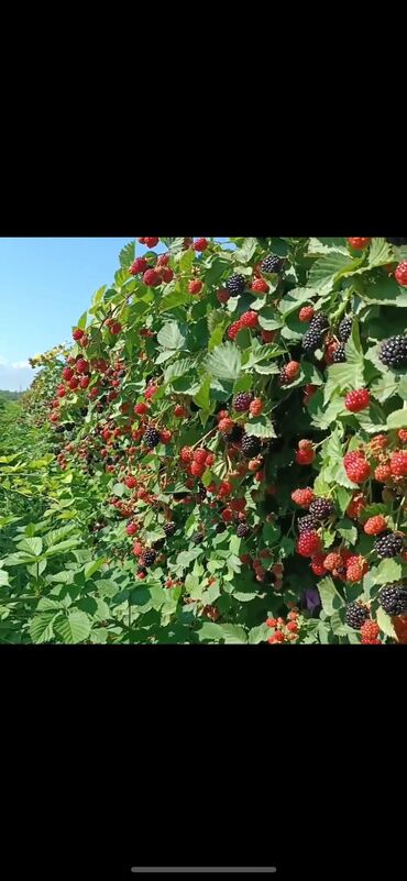 парта для дома бишкек: Көчөттөр : Малина, Өзү алып кетүү, Акысыз жеткирүү, Акылуу жеткирүү
