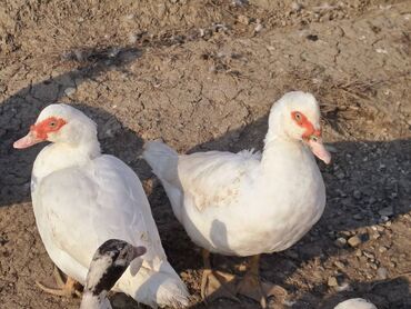 Digər quşlar: Salam.Lal ördəklər satılır bütün cinslərdən var .Fərələrin çoxu — 7