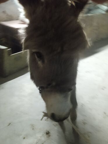 Другие с/х животные: Осёл рабочего ешек сатылат срочно улагы уйуру 💯💯💯 араба тартат жорго — 13