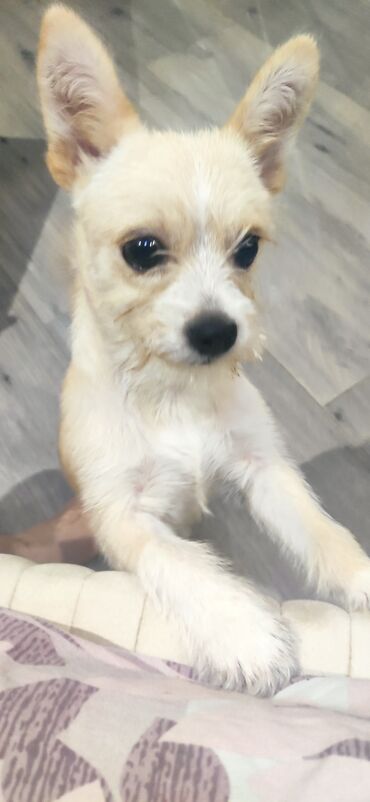 İtlər: Çixuahua, 5 ay, Dişi, Peyvəndli