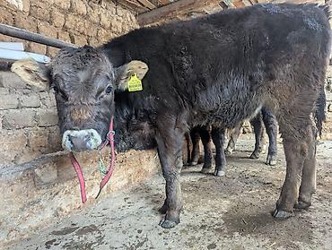 Коровы, быки: Продаю | Бык (самец) | На откорм | Привязанные — 11