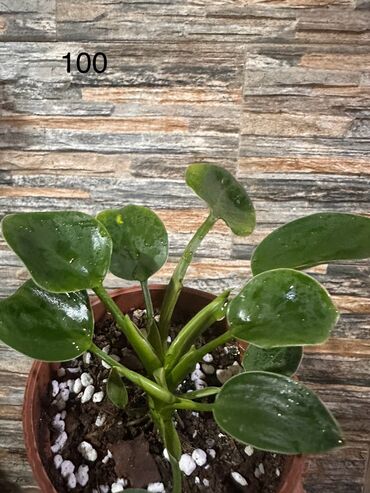 Другие комнатные растения: Комнатные растения — 13