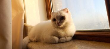 Pişiklər: Şotland, Dişi, Yaxşı əllərə, Pulsuz çatdırılma -da lalafo.az — 10 Pişiklər: Şotland, Dişi, Yaxşı əllərə, Pulsuz çatdırılma — 10