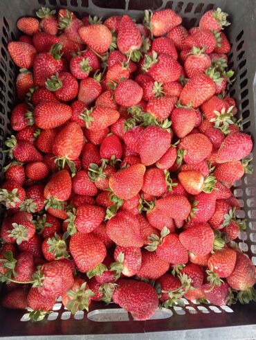 ящик для клубника: Клубника