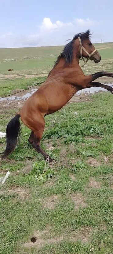 pony at: Erkək, il: 6, Ünvandan götürmə
