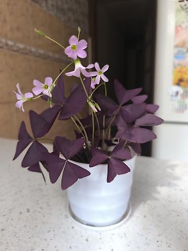 кактус цветы: Оксалис треугольный (Oxalis triangularis), фиолетовый сорт. - — 3