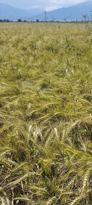 Куплю земельный участок: Продаётся хорошая поливная земля в городе карабалта возле — 9