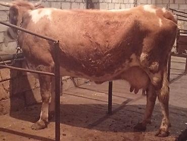 inək adları: Ətlik Maldı Super kokdu Real alıcılar Zeng Etsin — 1