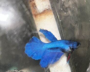 сколько стоит аквариум: Betta (Petuşok balığı), Sülhsevər