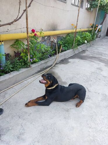 продажа ротвейлеров: Продается 10 месячный породистый, родословная собака Ротвейлер