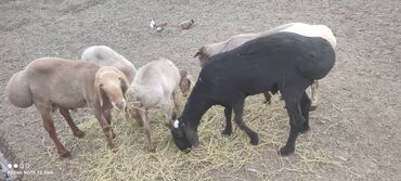 стрижка овец сокулук: Продаю | Овца (самка), Баран (самец)