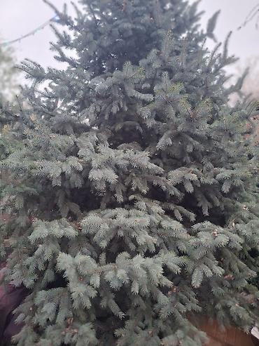 Декоративные деревья: Саженцы деревьев: Ели — 22