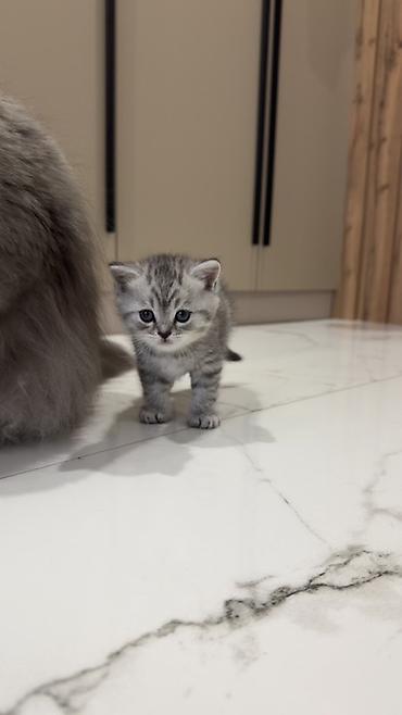 Продажа кошек: Три кошки и один кот Породистые котята серебристого окраса — 24