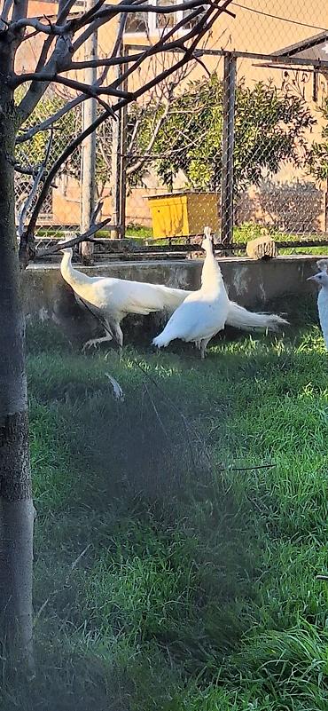 pekines ağ: Ağ tovuz quşları – dekorativ quşlar - Növ: Pavo cristatus (ağ rəng — 2