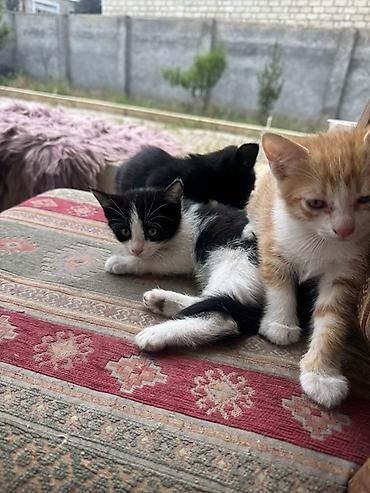Pişiklər: Yaxşı əllərə — 6