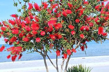 bitki dərmanları satışı: Visderia satışı 🌿 Kalistamon satışı 🌺 Ətirli Jasmin satışı 🌸 Bağ — 4