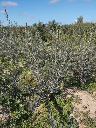 Şitillər: Dekarativ bitgilerin satişi — 10