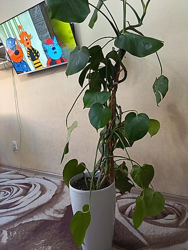 Бөлмө өсүмдүктөрү: Монстера делициоза (Monstera deliciosa) на опоре - Крупное — 2