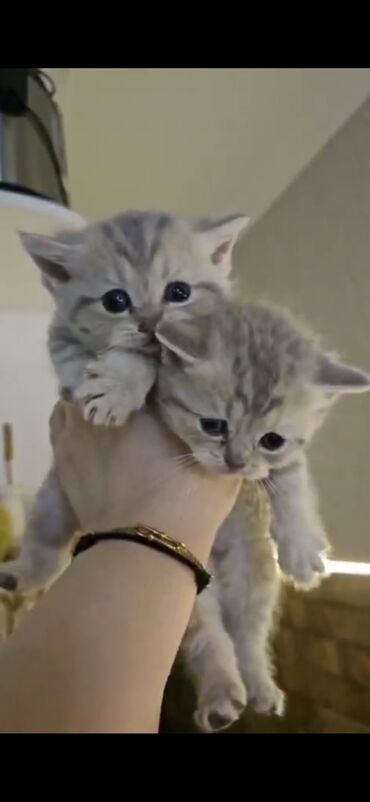 Pişiklər: Ağ balaca pişik balası – mavi gözlü, tükləri yumşaq və sıx. Üzündə və — 8