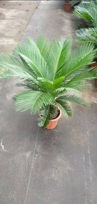 Пальмы: Пальмы Дипсис Монстеры, Бадьян Аннисовый,Корица, Стрелиция at lalafo.kg — 16 Пальмы: Пальмы Дипсис Монстеры, Бадьян Аннисовый,Корица, Стрелиция — 16