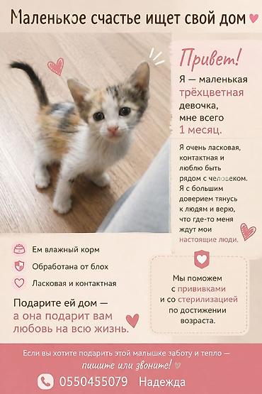 Кошка даром: Беспородная, 2 месяца, Девочка