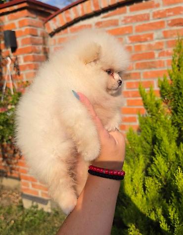 kupujem prodajem pomeranac: Teddy bear pomeranci, dve sestre, spremne su za preuzimanje. Bogato — 7