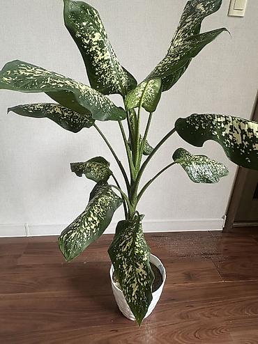 51 роза: Продаю красивое комнатное растение диффенбахия🌿 Хорошо подходит для — 1
