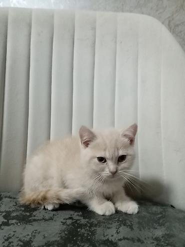 balaca akvarium: Britan, Erkək, Yaxşı əllərə — 3