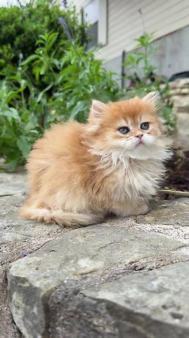 pisi: Qızıl şinşilla — 8