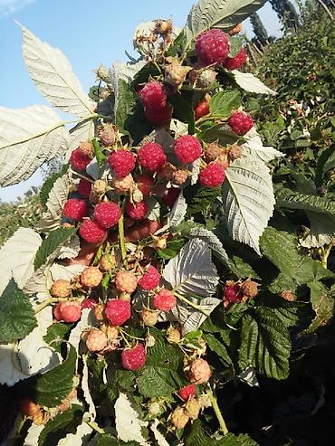 Другие виды семян и саженцев: Продаём саженцы смородины алтайский местный .(обмен есть рассмотрим — 3