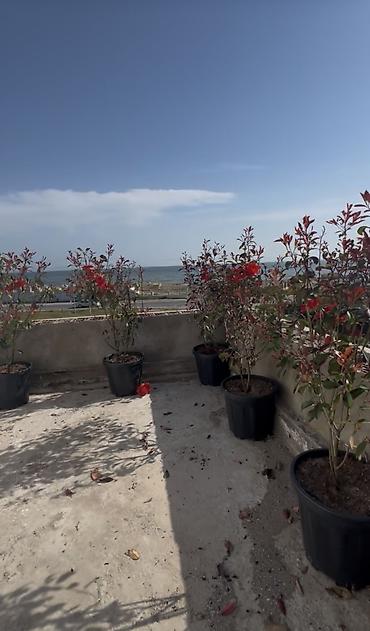 Həyət evləri və villaların satışı: Hövsan qəs. 5 otaqlı, 200 kv. m, Kredit yoxdur, Təmirsiz — 11