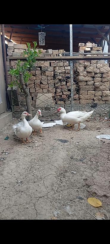 купить джунгарского хомяка: 🦆 Индоутки тяжёлой линии — 2+1 Продаётся семейная группа: 2 уточки + 1 — 3