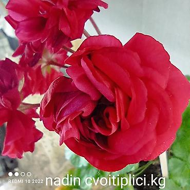 Герани и пеларгонии: Пеларгонии (герань зональная) — сортовые кустики в горшках — 13