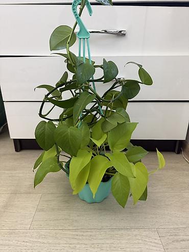 плющ комнатный: Плющеподобные лианы эпипремнум (Pothos/Scindapsus) в горшках. - Два — 7