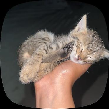 груминг кошек: Кошка даром: Беспородная, Мальчик — 1