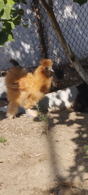 Xoruzlar: PON POn xoruzu satilir tekce — 8