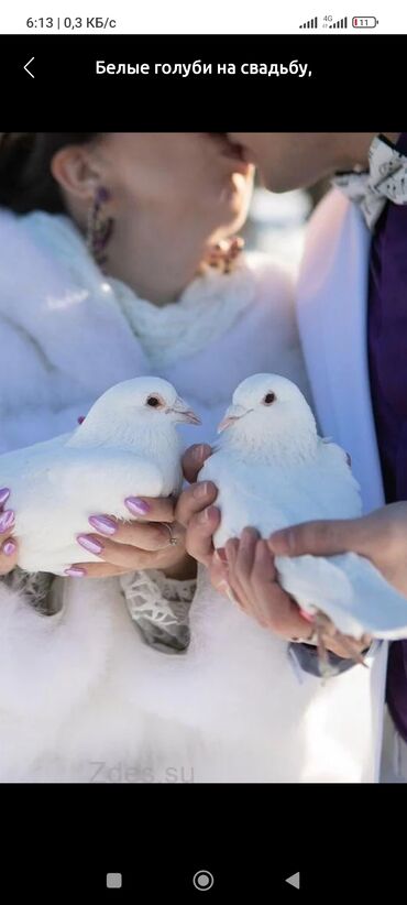 Белые голуби на свадьбу, последний звонок.Доставка бесплатно