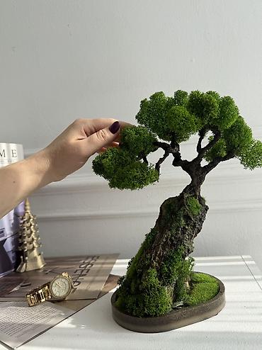 Декоративные цветы: Деревья-бонсай из натурального стабилизированного мха🌳 -это — 64