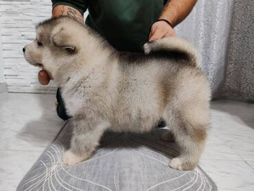 Psi: Aljaski malamut štenci Štenci aljaskog malamuta spremni za na lalafo.rs — 10 Psi: Aljaski malamut štenci Štenci aljaskog malamuta spremni za — 10