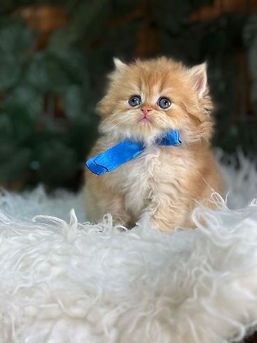 Pişiklər: Fars — 5