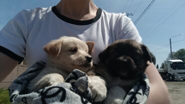 Продажа собак: 2 месяца, Самка