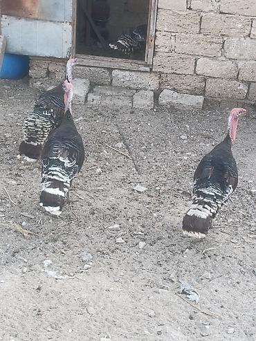 Salam tam sağalm heyvalınları Di Bronza Cinsi peyvəndəlir vurulub 2 lalafo.az -da Salam tam sağalm heyvalınları Di Bronza Cinsi peyvəndəlir vurulub 2