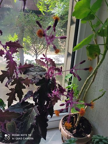Другой декор и предметы интерьера: Цветы распродажа от 100 сом остатки до 1300 сом. Живу рядом с Дордой — 13