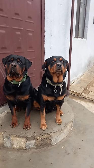 döyüş itləri: Rotveyler, 2 ay, Erkək, Peyvəndli, Ünvandan götürmə — 2