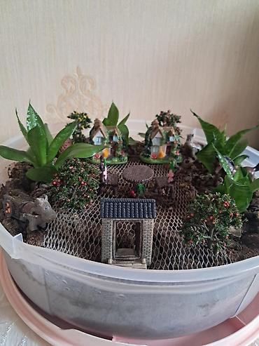 yaşil: Mini bağ-teraryum kompozisiyası - Dairəvi şəffaf qabda hazırlanmış — 2