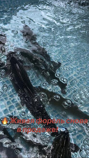 ит итер ош: 🐟 ЖИВАЯ ФОРЕЛЬ СНОВА В НАЛИЧИИ! Только поступила свежая партия! 💦 — 1