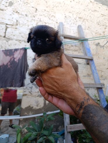 İtlər: Pekines, 1 ay, Dişi lalafo.az -da İtlər: Pekines, 1 ay, Dişi