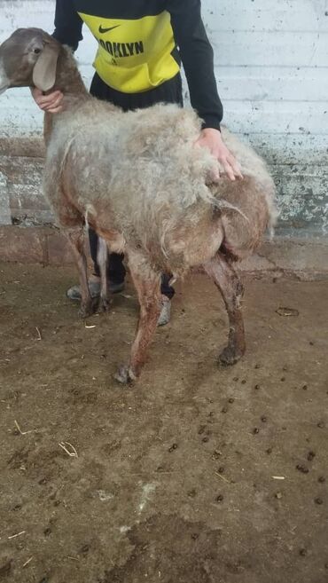 Бараны, овцы: Здравствуйте продаю ярку возраст 3 года находится в городе Кант цына