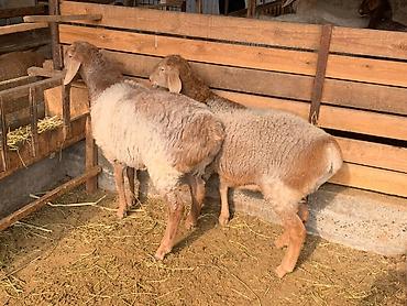 купить клетку для животных: Продаю | Овца (самка), Ягненок | Гиссарская, Арашан | На забой, Для разведения | Племенные, Матка, Ярка — 3