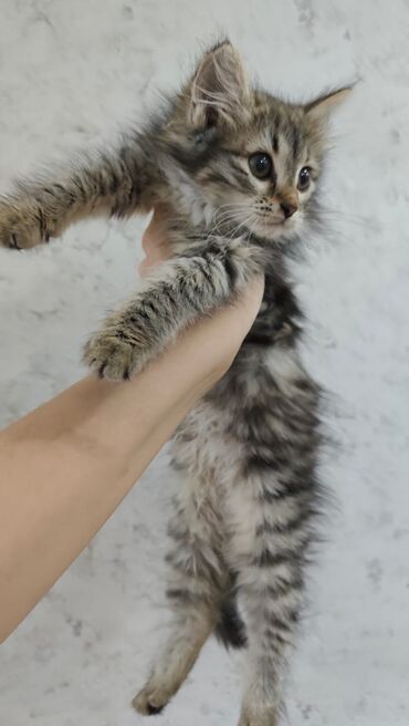 Pişiklər: Britan, Dişi, Yaxşı əllərə, Ödənişli çatdırılma — 9